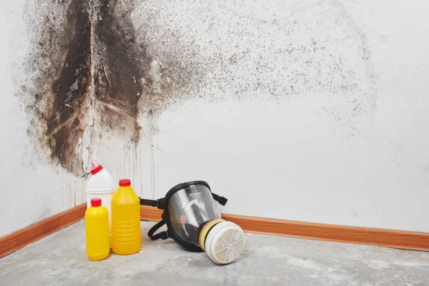 Certified Mold Removal in Garrison, MD