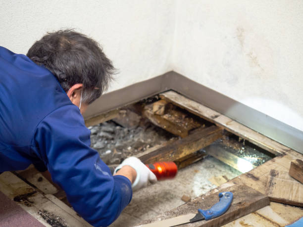 Best Mold Removal Near Me  in Garrison, MD