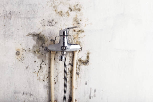 Best Home Mold Removal  in Garrison, MD