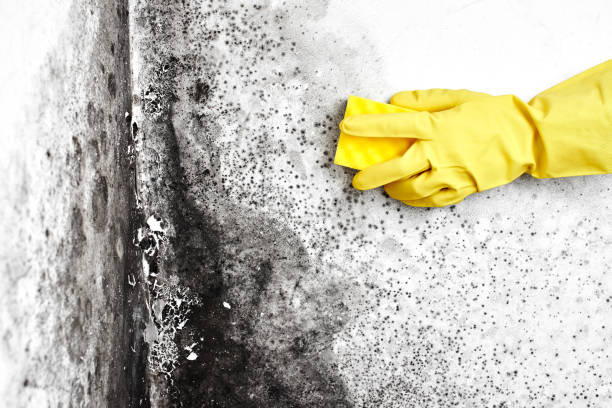 Best Professional Mold Removal  in Garrison, MD