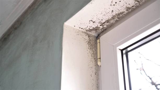 Office Mold Removal Services in Garrison, MD