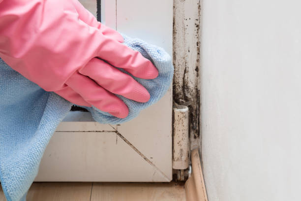Attic Mold Removal in Garrison, MD